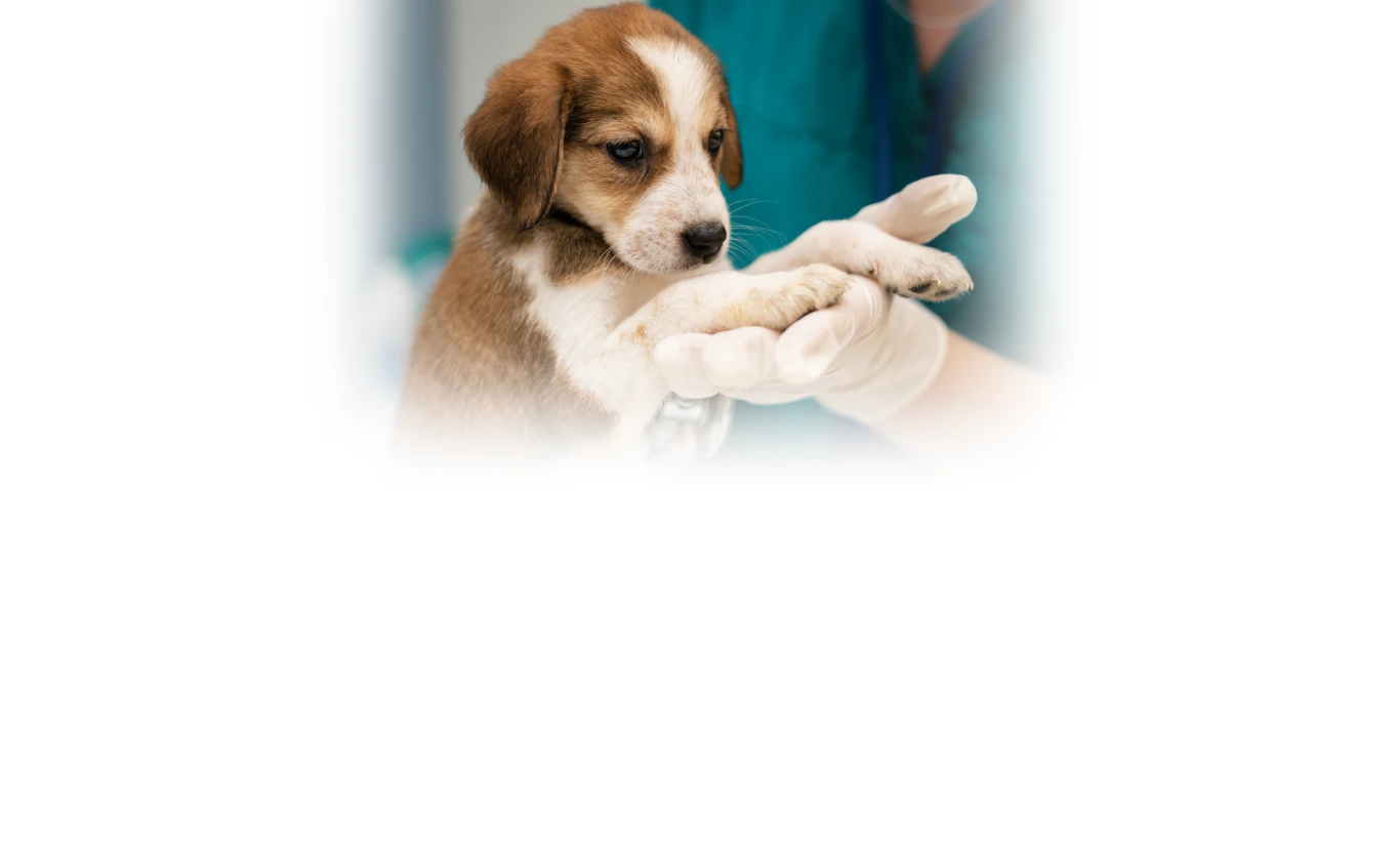 Veterinary clinic background